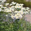 Řimbaba chocholičnatá - Tanacetum corymbosum