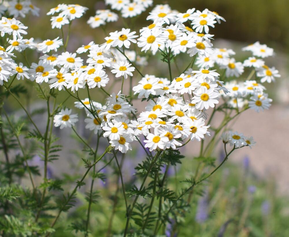 Řimbaba chocholičnatá - Tanacetum corymbosum