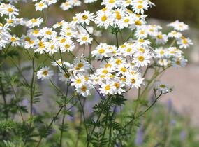 Řimbaba chocholičnatá - Tanacetum corymbosum