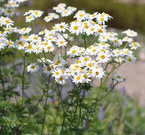 Řimbaba chocholičnatá - Tanacetum corymbosum