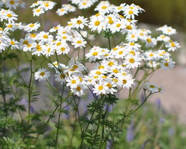 Řimbaba chocholičnatá