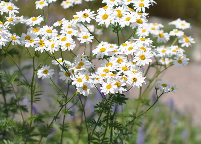 Řimbaba chocholičnatá - Tanacetum corymbosum