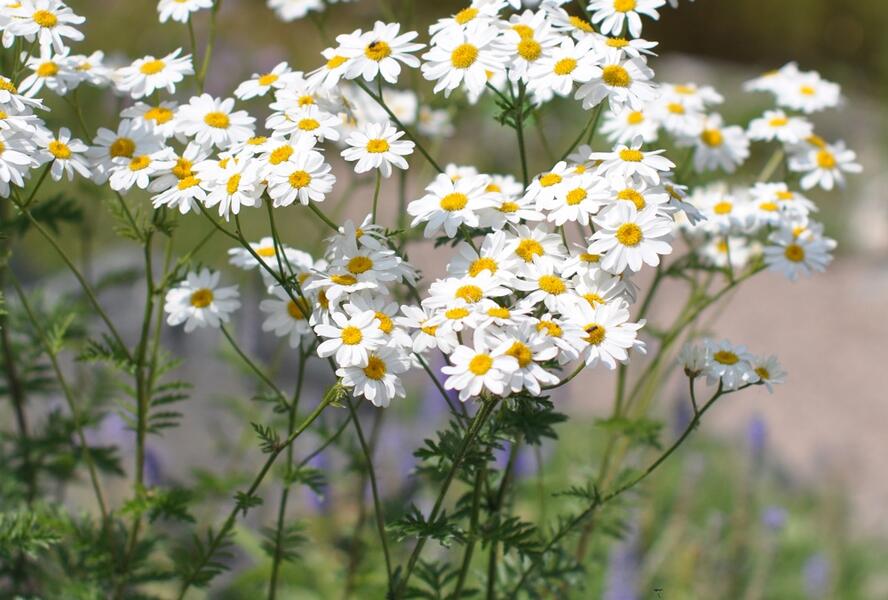Řimbaba chocholičnatá - Tanacetum corymbosum