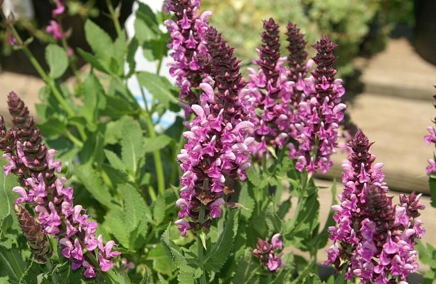 Šalvěj hajní 'Rosea' - Salvia nemorosa 'Rosea'