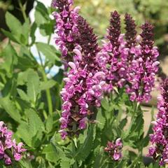 Šalvěj hajní 'Rosea' - Salvia nemorosa 'Rosea'