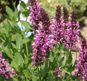 Šalvěj hajní 'Rosea' - Salvia nemorosa 'Rosea'