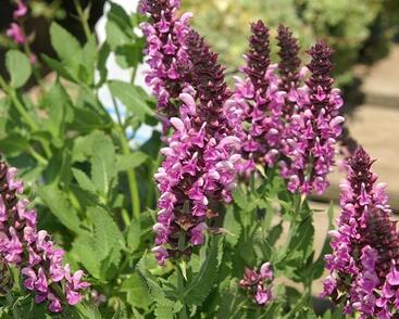 Šalvěj hajní 'Rosea'