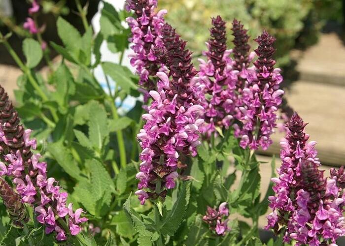 Šalvěj hajní 'Rosea' - Salvia nemorosa 'Rosea'