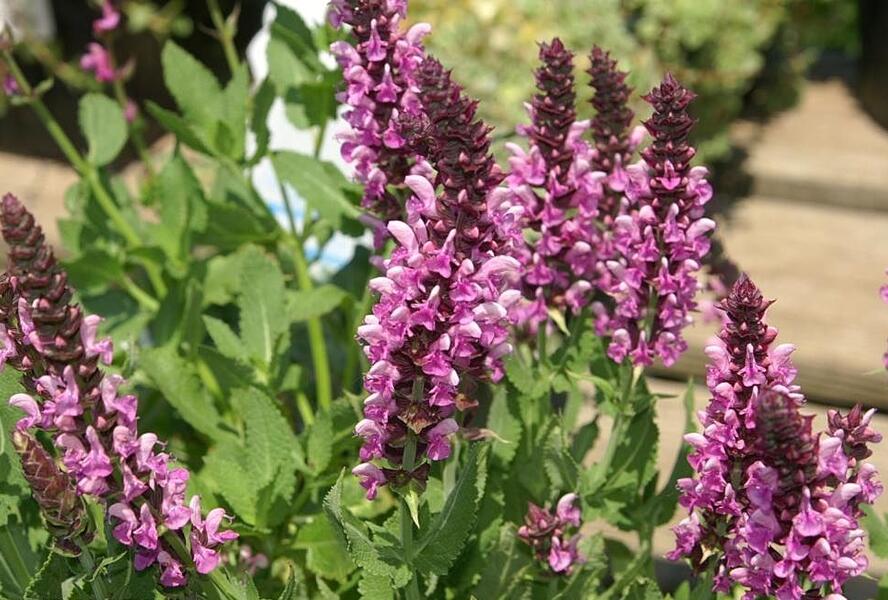 Šalvěj hajní 'Rosea' - Salvia nemorosa 'Rosea'