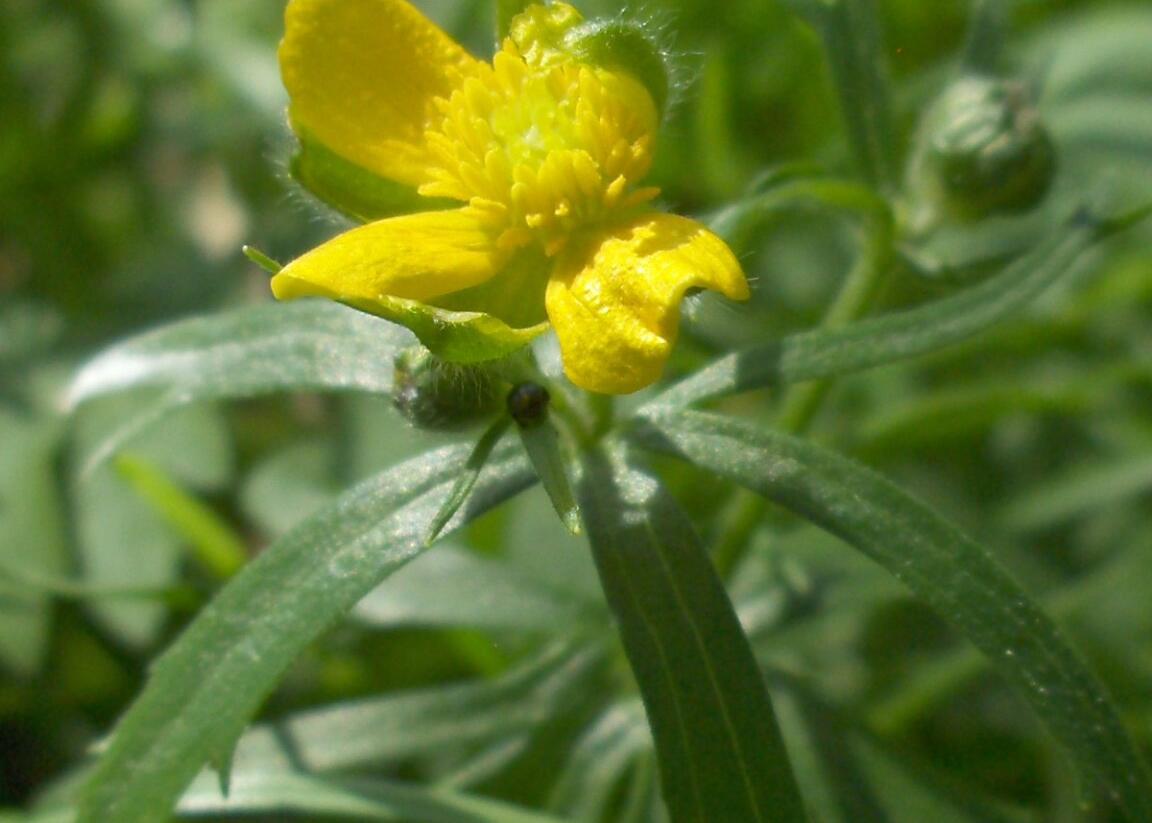 Pryskyřník zlatožlutý - Ranunculus auricomus