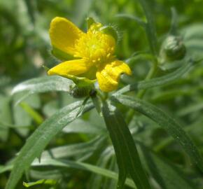 Pryskyřník zlatožlutý