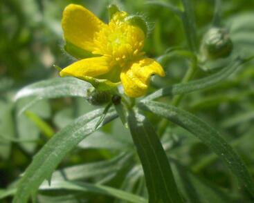 Pryskyřník zlatožlutý