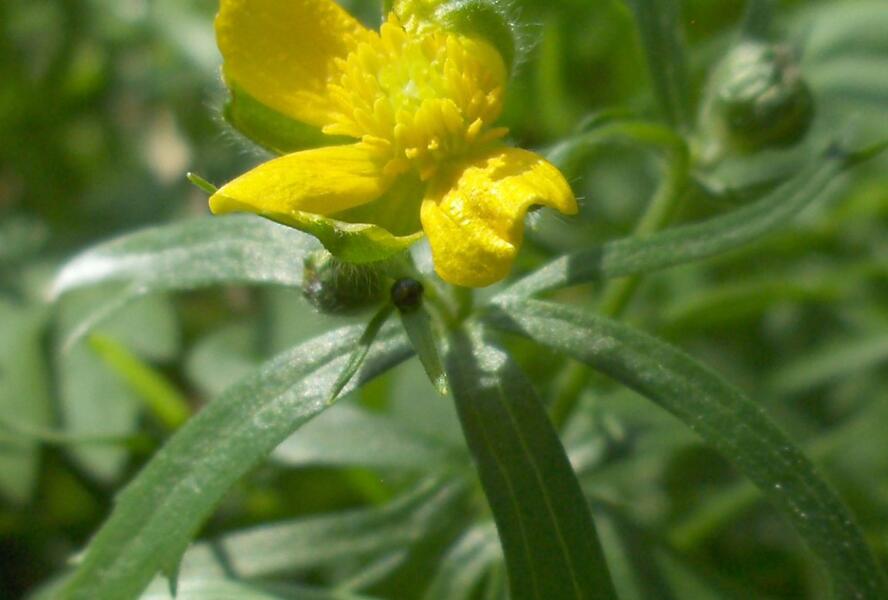 Pryskyřník zlatožlutý - Ranunculus auricomus