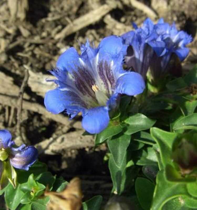 Hořec sedmiklasný 'Select' - Gentiana septemfida var. lagodechiana 'Select'