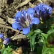 Hořec sedmiklasný 'Select' - Gentiana septemfida var. lagodechiana 'Select'