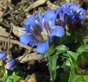 Hořec sedmiklasný 'Select' - Gentiana septemfida var. lagodechiana 'Select'