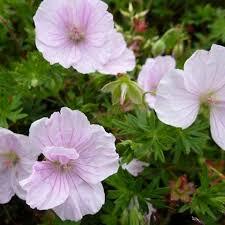 Kakost krvavý 'Apfelblüte' - Geranium sanguineum 'Apfelblüte'