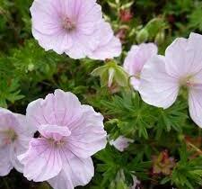 Kakost krvavý 'Apfelblüte' - Geranium sanguineum 'Apfelblüte'