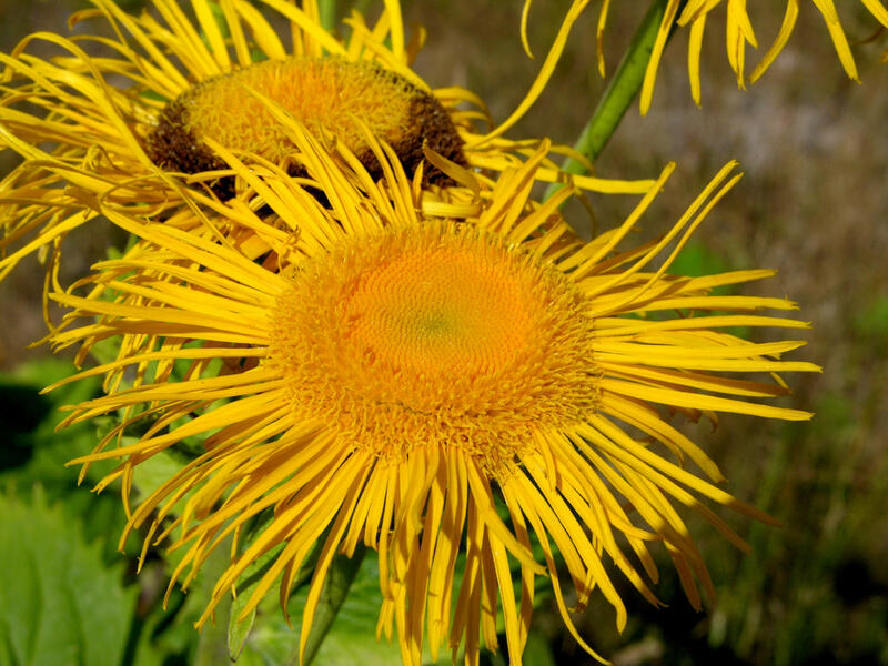 Kolotočník ozdobný - Telekia speciosa