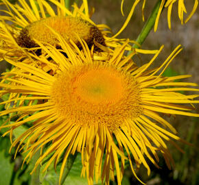 Kolotočník ozdobný - Telekia speciosa