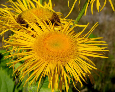 Kolotočník ozdobný