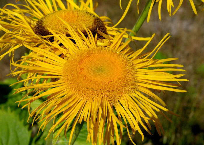 Kolotočník ozdobný - Telekia speciosa