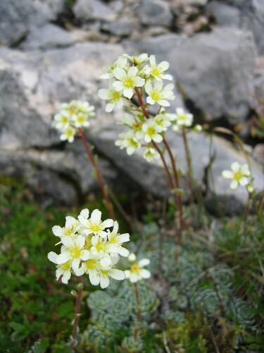 Lomikámen vždyživý (aizoon) - Saxifraga paniculata (aizoon)