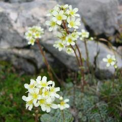 Lomikámen vždyživý (aizoon) - Saxifraga paniculata (aizoon)