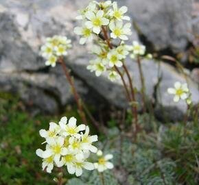 Lomikámen vždyživý (aizoon) - Saxifraga paniculata (aizoon)