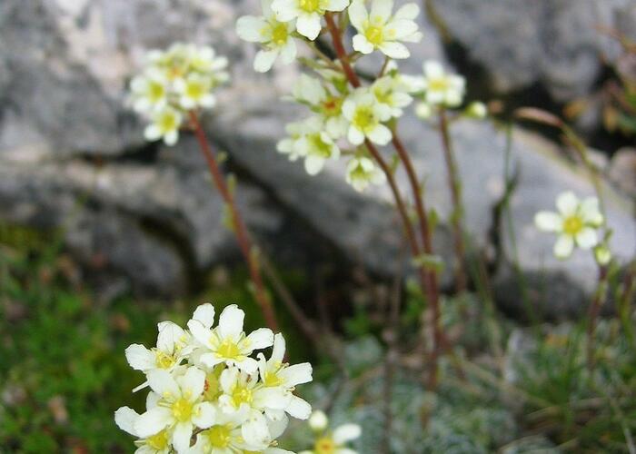 Lomikámen vždyživý (aizoon) - Saxifraga paniculata (aizoon)