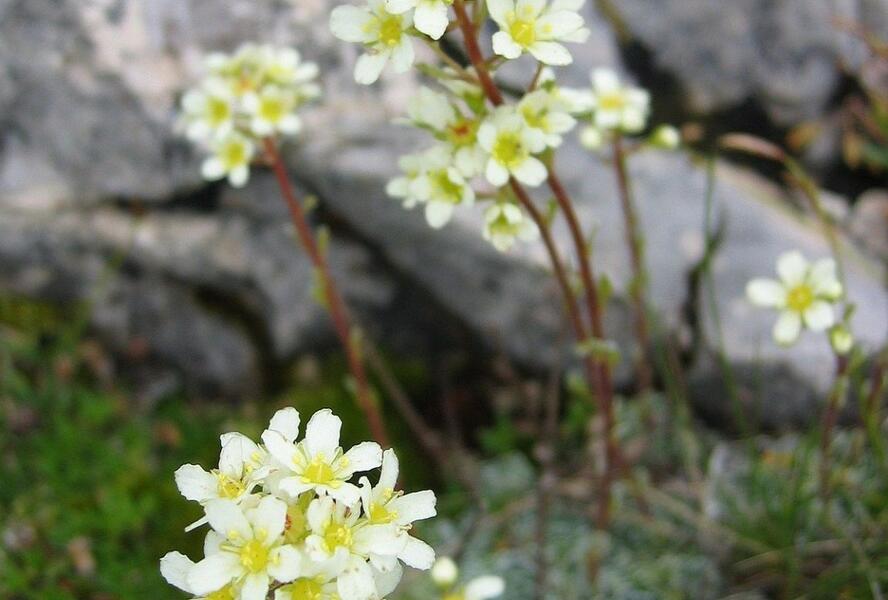 Lomikámen vždyživý (aizoon) - Saxifraga paniculata (aizoon)