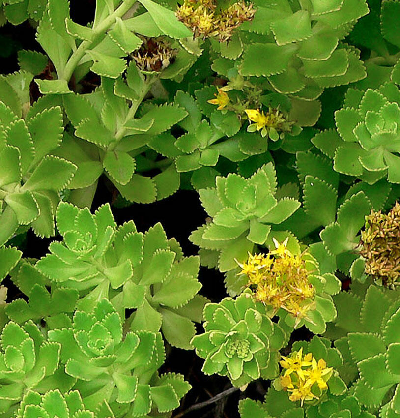 Rozchodník - Sedum takesimense