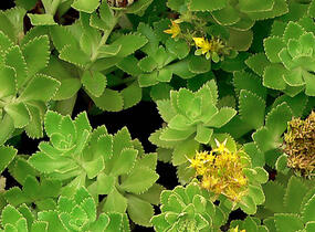 Rozchodník - Sedum takesimense