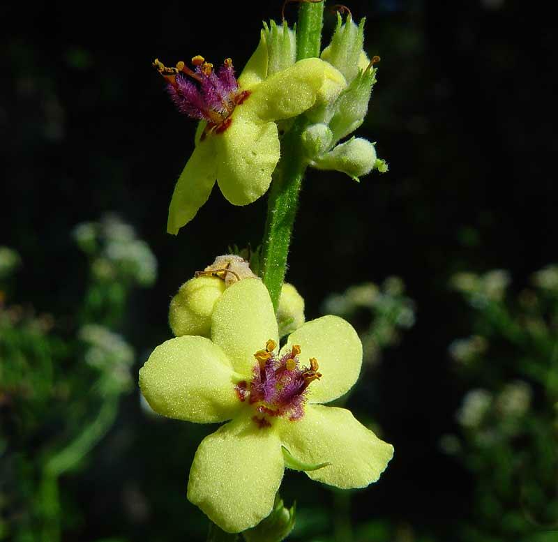 Divizna jižní rakouská - Verbascum chaixii subsp. austriacum