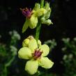 Divizna jižní rakouská - Verbascum chaixii subsp. austriacum