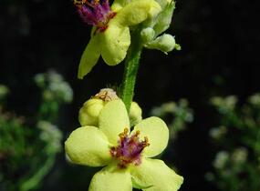 Divizna jižní rakouská - Verbascum chaixii subsp. austriacum