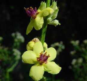 Divizna jižní rakouská - Verbascum chaixii subsp. austriacum