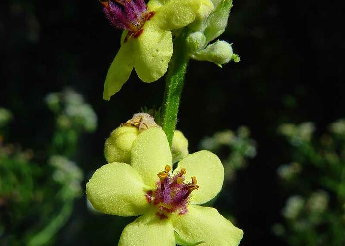 Divizna jižní rakouská - Verbascum chaixii subsp. austriacum