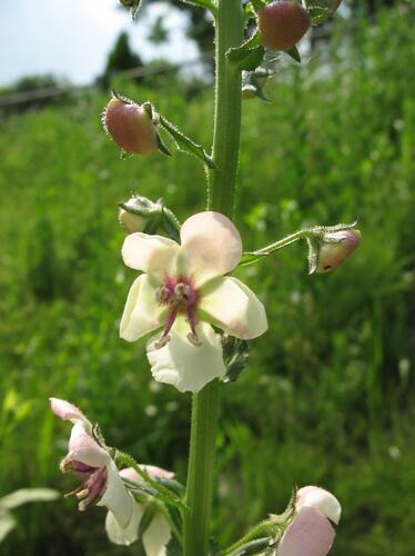 Divizna švábovitá - Verbascum blattaria