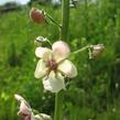 Divizna švábovitá - Verbascum blattaria