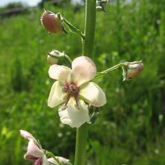 Divizna švábovitá - Verbascum blattaria