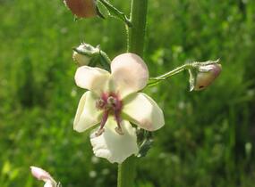 Divizna švábovitá - Verbascum blattaria