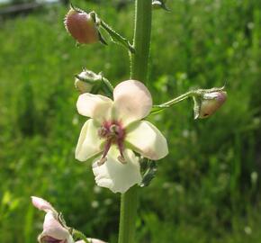 Divizna švábovitá - Verbascum blattaria