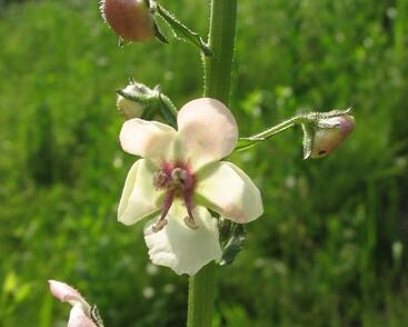 Divizna švábovitá