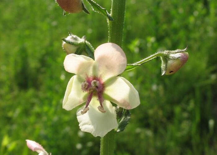 Divizna švábovitá - Verbascum blattaria