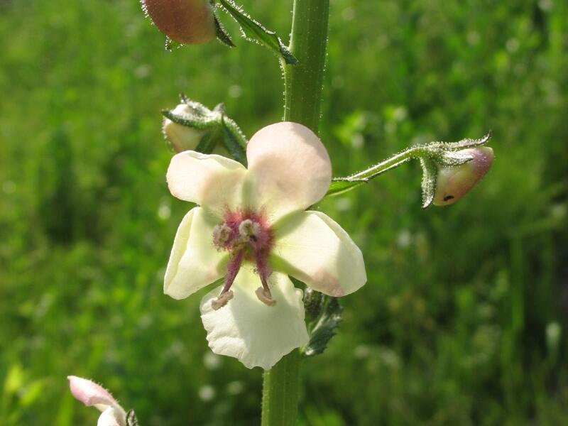 Divizna švábovitá - Verbascum blattaria