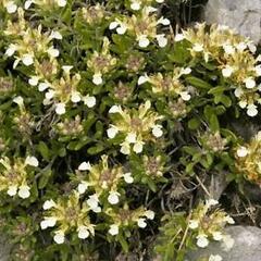 Ožanka horská - Teucrium montanum