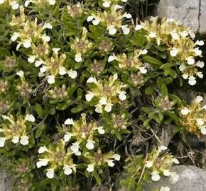 Ožanka horská - Teucrium montanum