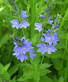 Rozrazil ožankový - Veronica teucrium