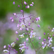 Žluťucha Delavayova - Thalictrum delavayi